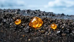 Bernstein in der Antarktis: winzige Funde zeigen, dass am Südpol einst Wälder wuchsen