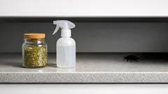 Oregano gegen Kakerlaken: so nutzt du das Hausmittel richtig in Küche und Flur